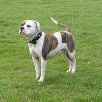 american bulldog 1