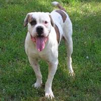 american bulldog 2