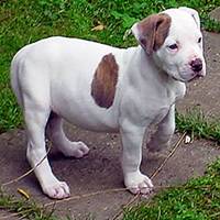 american bulldog 3