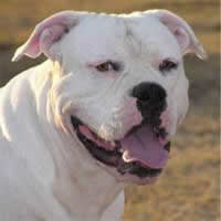 american bulldog 4