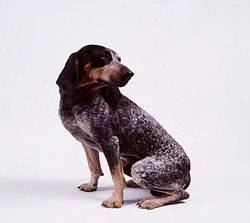 bluetick coonhound 1