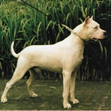 Dogo Argentino 4