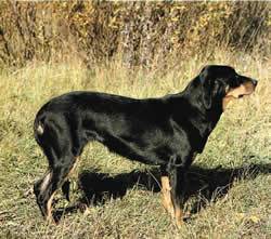 lithuanian hound