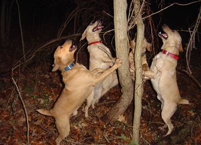 Pheasant Hunting Dogs 5