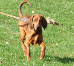 redbone coonhound 1