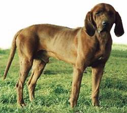 redbone coonhound 3