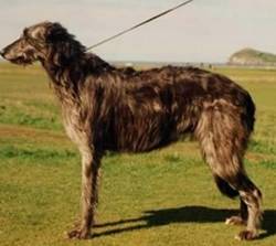 Scottish Deerhound 1