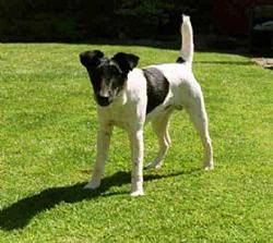Smooth Fox Terrier 2
