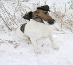 Smooth Fox Terrier 3