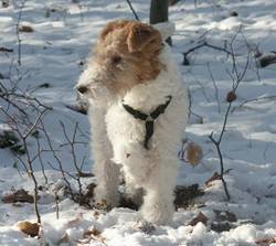 Wirehaired Fox Terrier 2