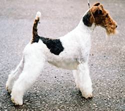 Wirehaired Fox Terrier 4